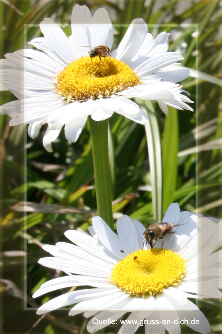 Sommerkarte