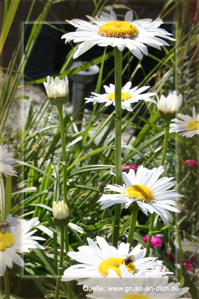 Sommerkarte