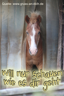 Tagesgrußkarte, Pferd, Text: Will nur schauen wie es dir geht
