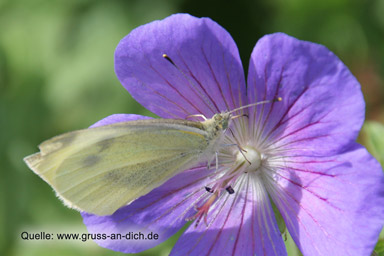 Bildschne Karten